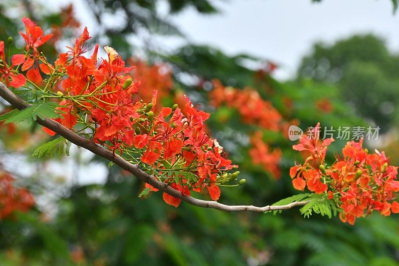 火焰树花/金凤花